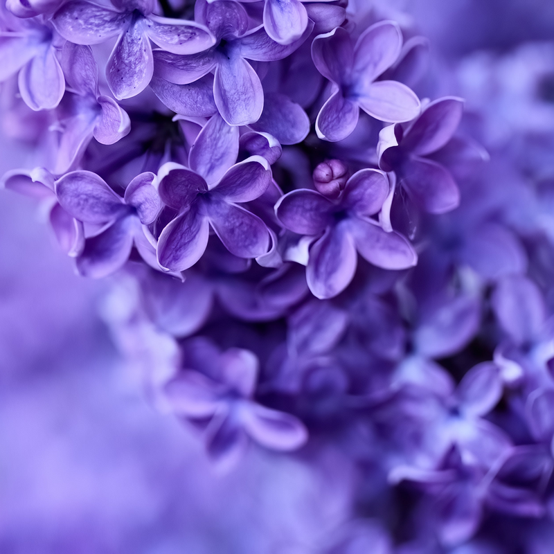 Purple Studio